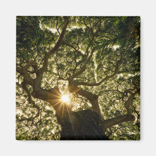 Imán Toldo de baniano Sunstar