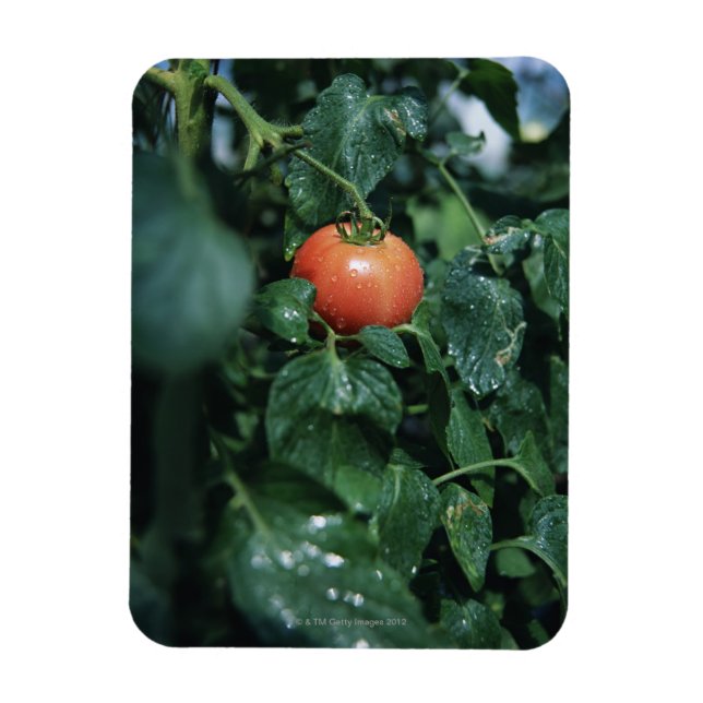 Imán Tomate (Vertical)