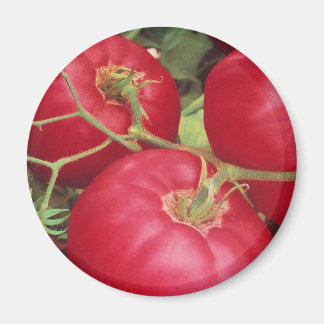 Imán Tomates cultivados en el hogar