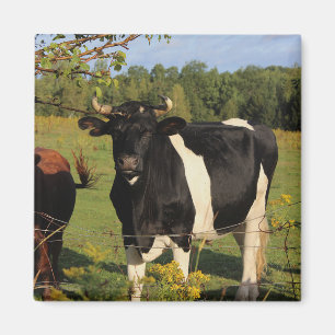 Imán Tome la Bull por los cuernos