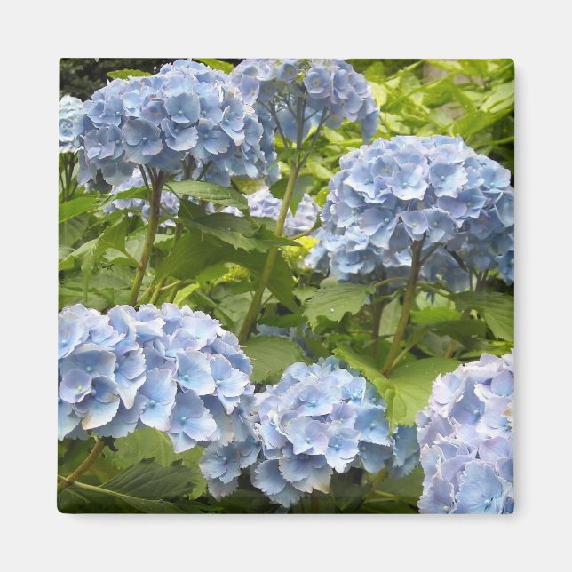 Imán Tonos de Hydrangeas Azules (Frente)