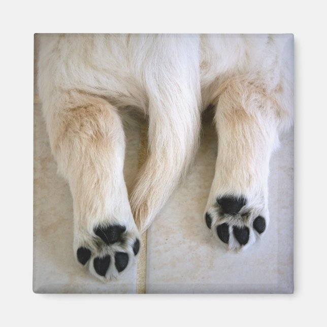 Imán Toques de Cachorro de Golden Retriever (Frente)