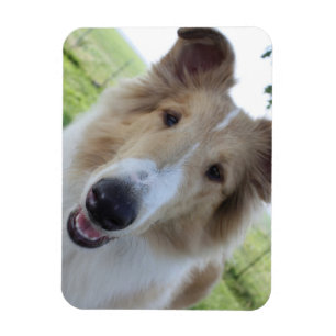 Imán torcido del collie