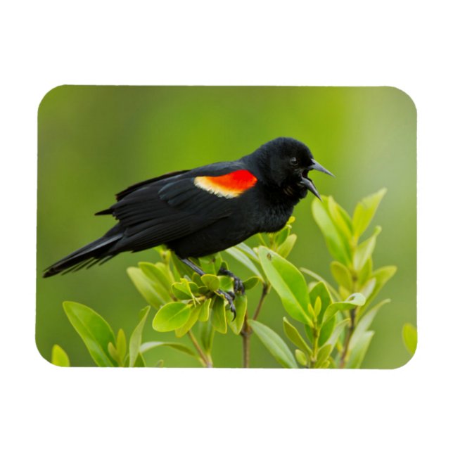 Imán Tordo Sargento (Agelaius Phoeniceus) (Horizontal)