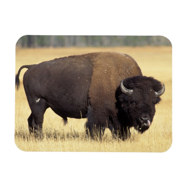 Imán Toro de bisonte en Yellowstone National (Horizontal)