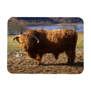 Imán Toro de ganado de las Tierras Altas, Escocia