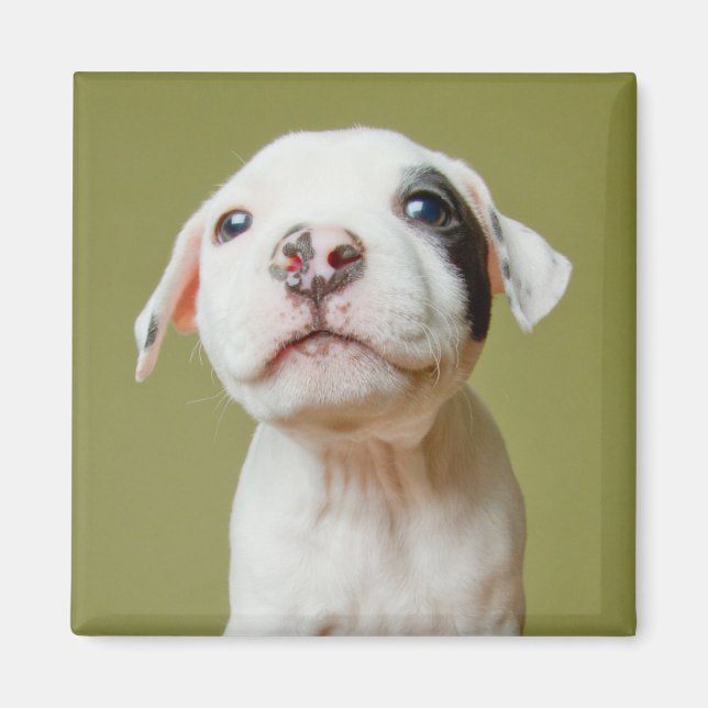 Imán Toro de pozo con ojo negro (Frente)