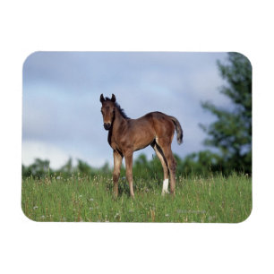 Imán Toroughbred Foal Standing in the Grass