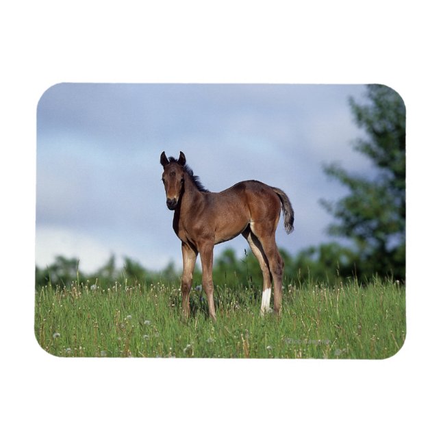 Imán Toroughbred Foal Standing in the Grass (Horizontal)