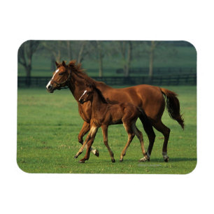 Imán Toroughbred Mare & Foal 3