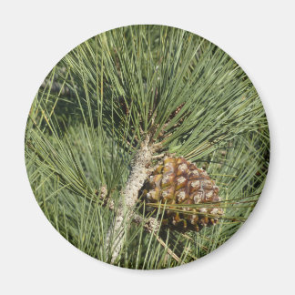 Imán Torrey Pine Closeup California Botanical