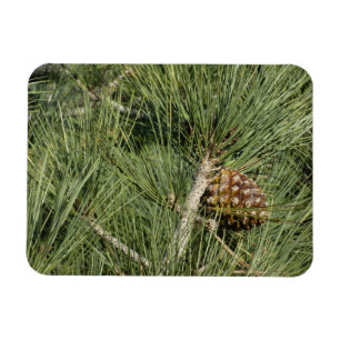 Imán Torrey Pine Primer Plano Botánico de California