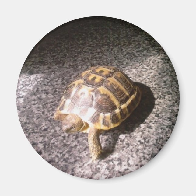 Imán Tortoise (Frente)