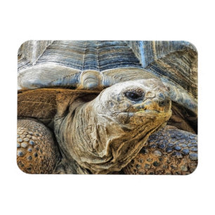 IMÁN TORTOISE