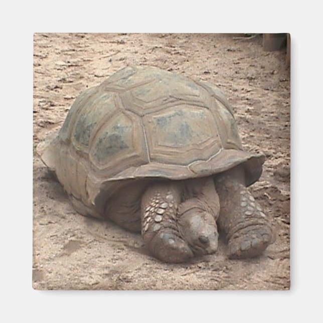 Imán Tortoise Magnet (Frente)