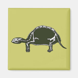 Imán tortoise skeleton
