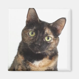 Imán Tortoiseshell Cat