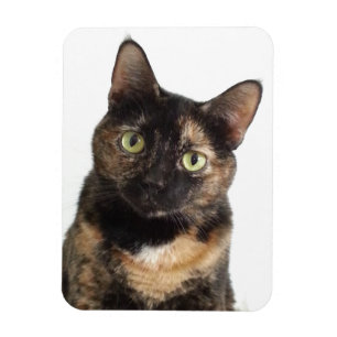 Imán Tortoiseshell Cat