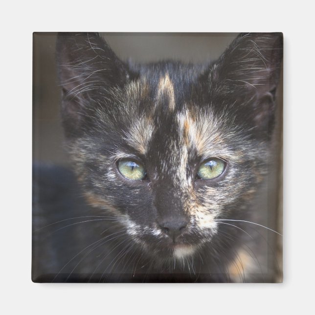 Imán Tortoiseshell Kitten (Frente)