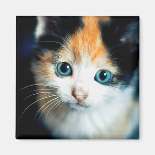 Imán Tortoiseshell kitten