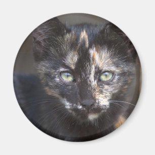 Imán Tortoiseshell Kitten
