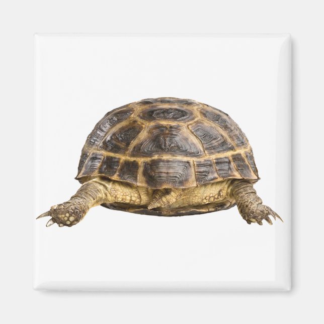 Imán Tortuga (Frente)