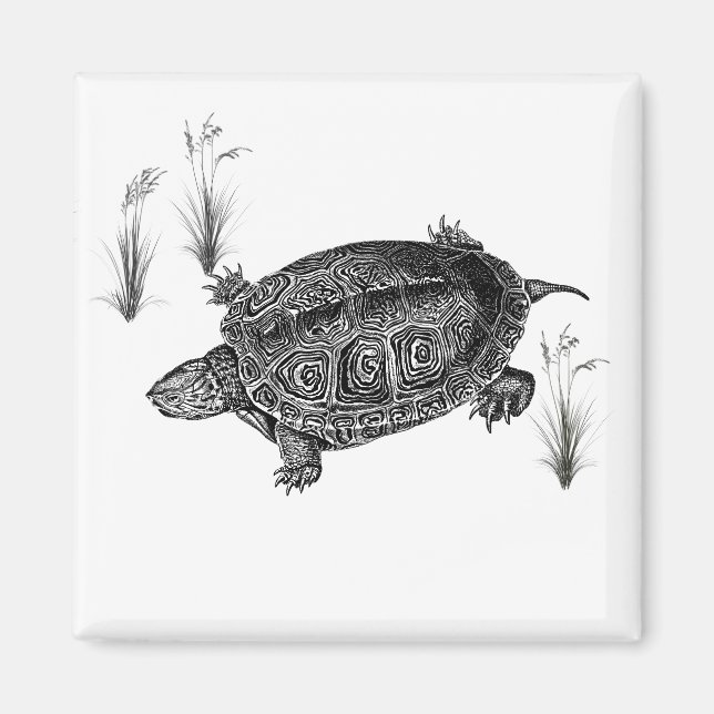 Imán Tortuga acuática negra y blanca (Frente)