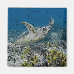 Imán Tortuga Carey Nadando