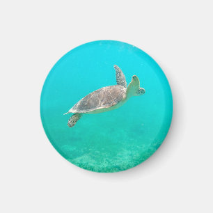 Imán Tortuga caribeña