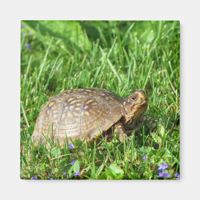 Imán Tortuga de caja (Frente)