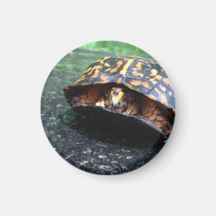 Imán Tortuga de caja
