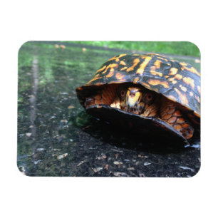 Imán Tortuga de caja
