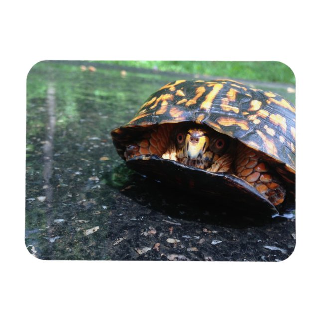 Imán Tortuga de caja (Horizontal)
