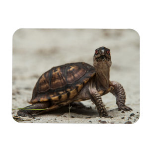 Imán Tortuga de caja común