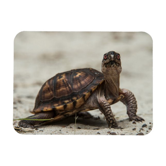 Imán Tortuga de caja común (Horizontal)