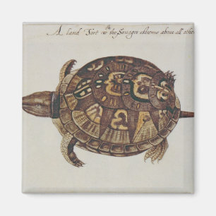 Imán Tortuga de caja común