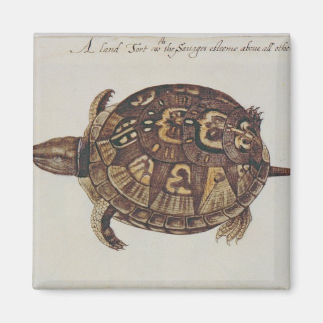 Imán Tortuga de caja común (Frente)