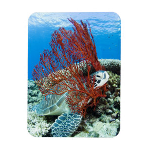 Imán Tortuga de mar que descansa bajo el agua 2