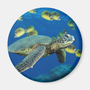 Imán Tortuga de mar verde