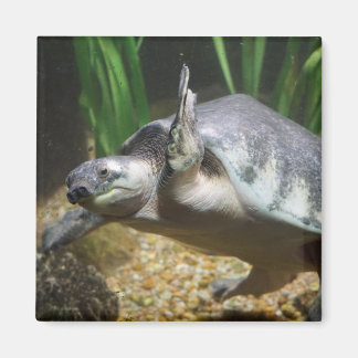 Imán Tortuga de nariz de cerdo