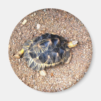 Imán tortuga del desierto