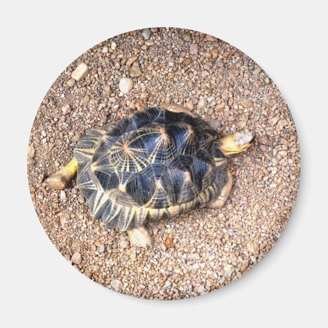 Imán tortuga del desierto (Frente)