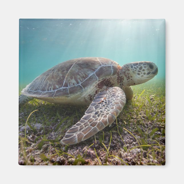 Imán Tortuga del Mar Verde al anochecer | Bahía de Akum (Frente)