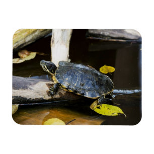 Imán Tortuga del resbalador de la charca en el salvaje