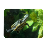 Tortuga deslizante de tierra roja