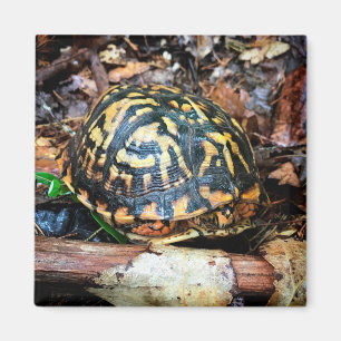 Imán Tortuga en el bosque, Chester, South Carolina Post