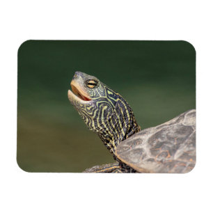 Imán Tortuga en el río LaChute