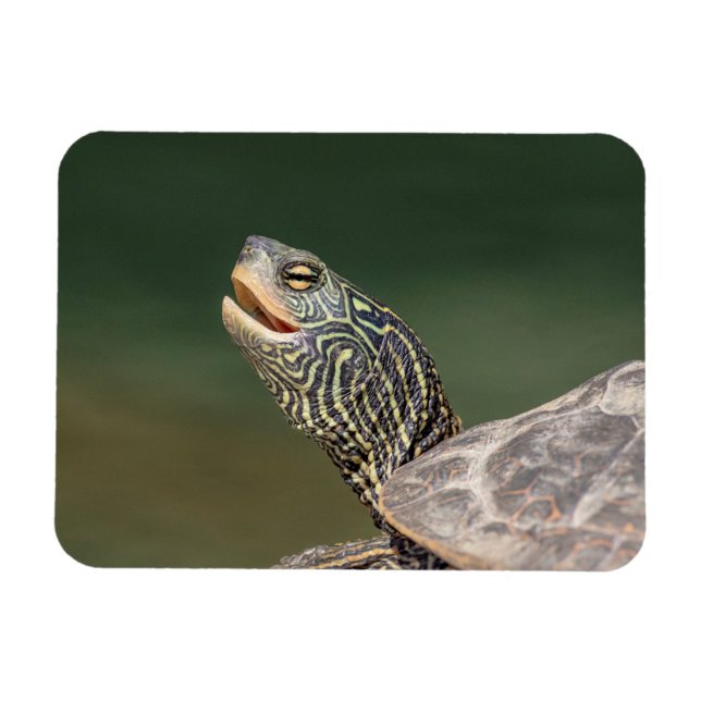 Imán Tortuga en el río LaChute (Horizontal)