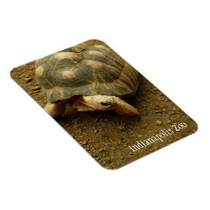Imán Tortuga en el zoológico de Indianápolis