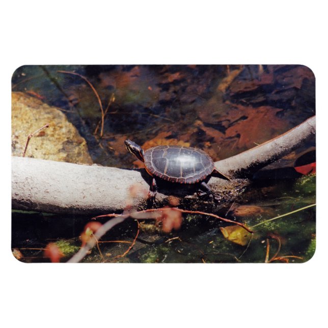 Imán Tortuga feliz (Horizontal)